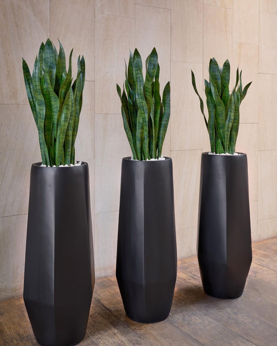 Кашпо и растения Treez Collection