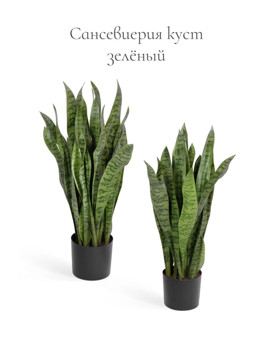 Растения Treez Collection