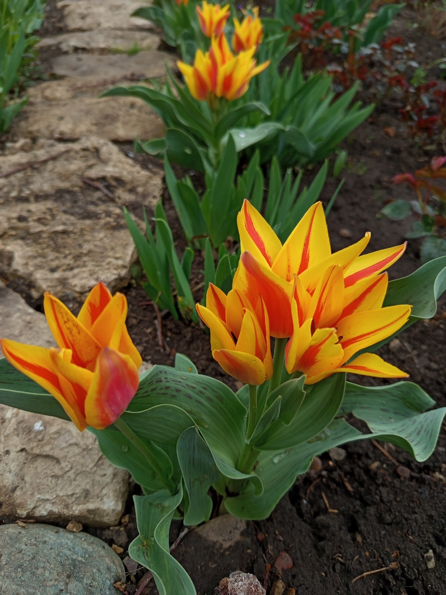 Тюльпан многоцветковый Холланд парк💗💗💗