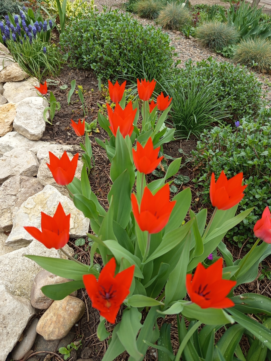 Тюльпан Ботанический ( все фото из моего сада 💞) самое раннее цветение