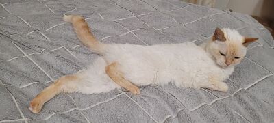 трагик Больших и Малых...