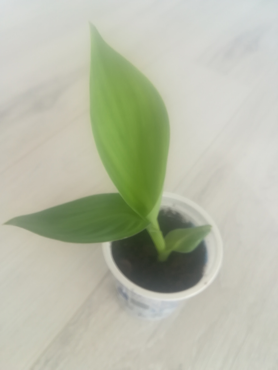 Канне две недели от всходов