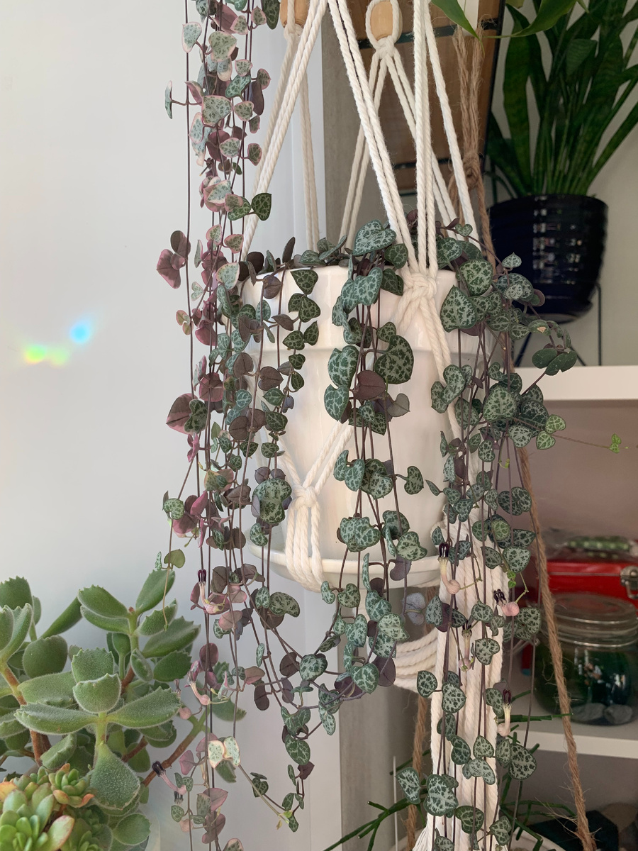 Моя церопегия Вуда 2022 год.