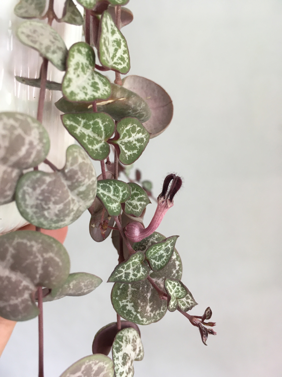 Цветение Церопегии Вуда.