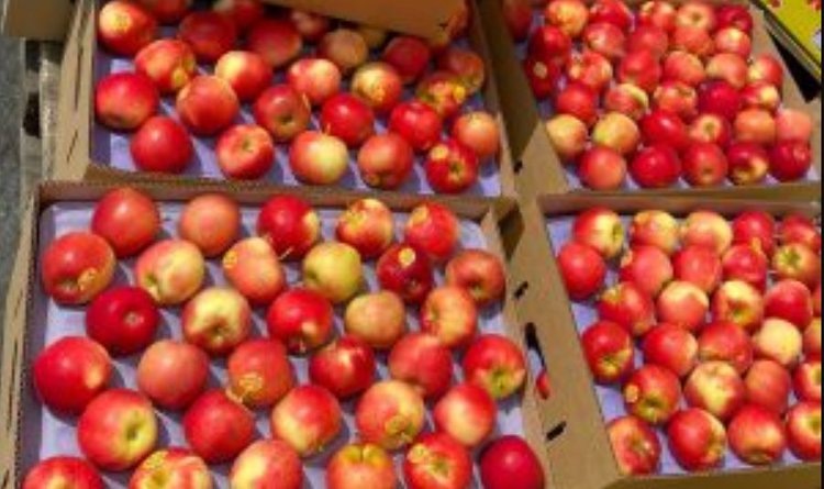    В Еврейской автономной области впервые за пять лет при ввозе яблок из Китая обнаружена персиковая плодожорка