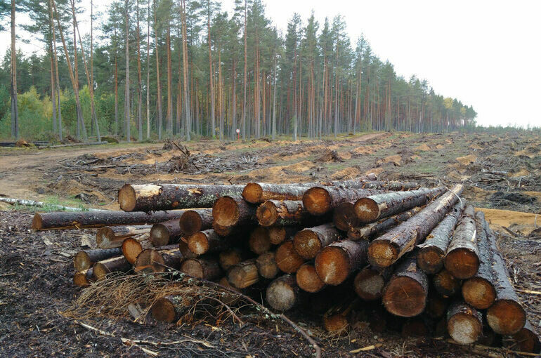   Игорь Самохвалов/ПГ