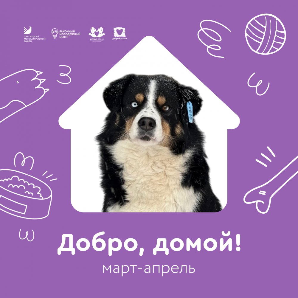   Жителей Сургутского района приглашают принять участие в благотворительном проекте «Добро, домой!»