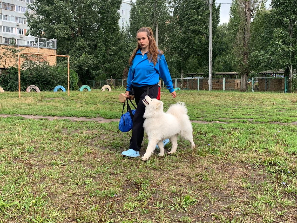 Самоед Чандра. Тренировка на улице