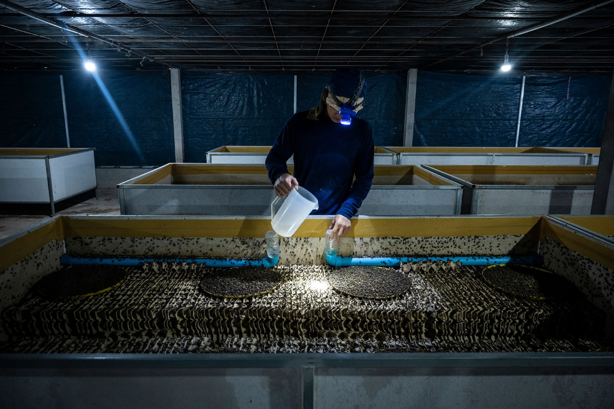 Рабочий поит африканских сверчков (Gryllus bimaculatus) на ферме Srichana Cricket Farms в Районге, Таиланд.