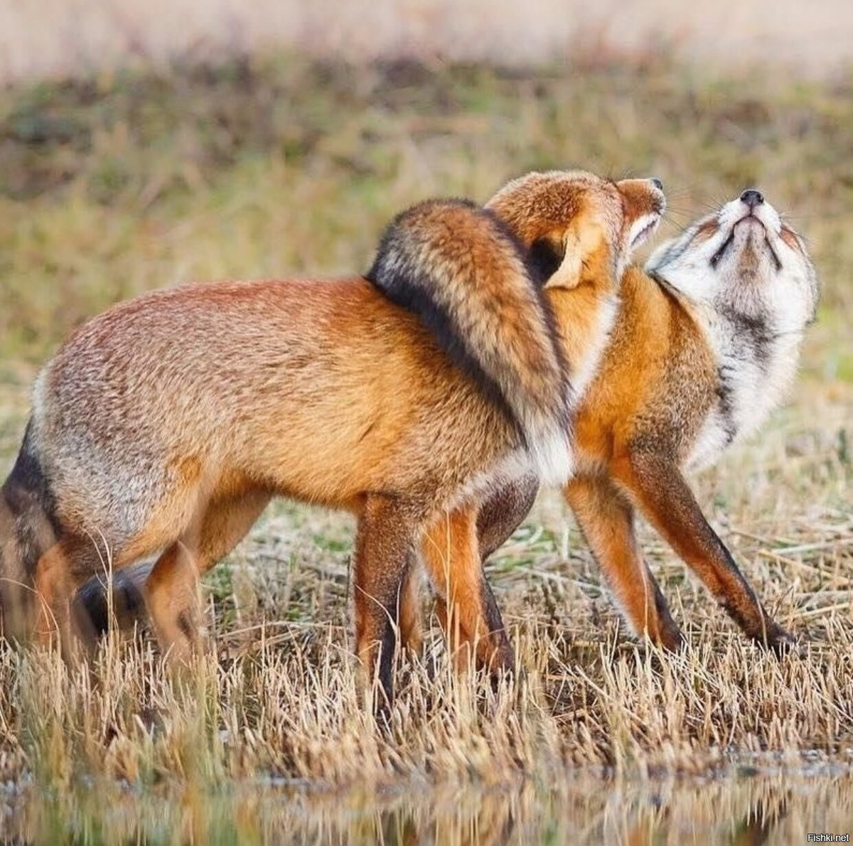 Дорогая, зачем нам левые хлебобулочные изделия? Давай заведем своих пушистых колобочков! 