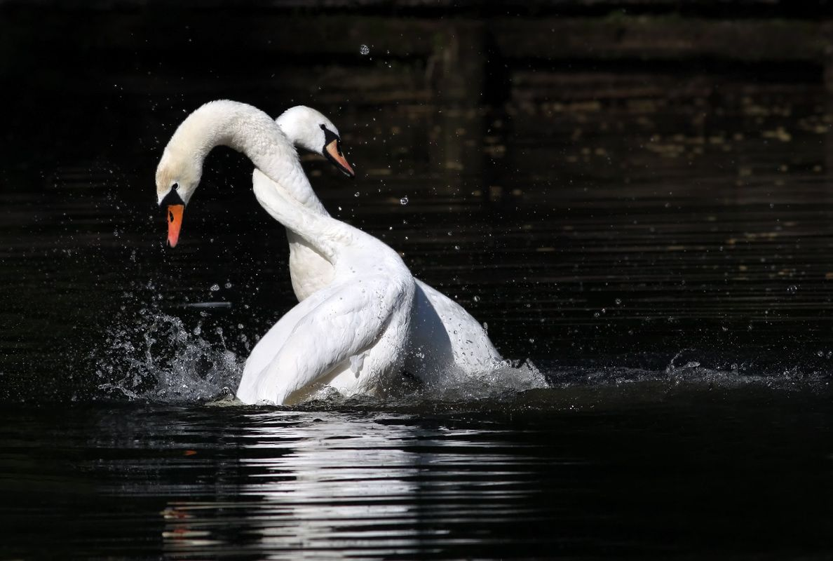 Так вот что значит «она меня охомутала»!