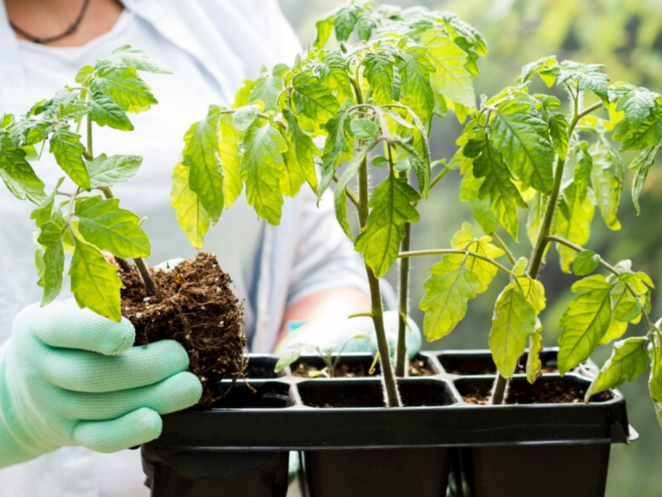 Фото: freepik.com