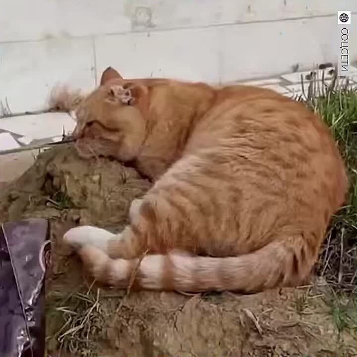 Источник: https://tiraspolnews.ru/society/2025/02/04/164394.html