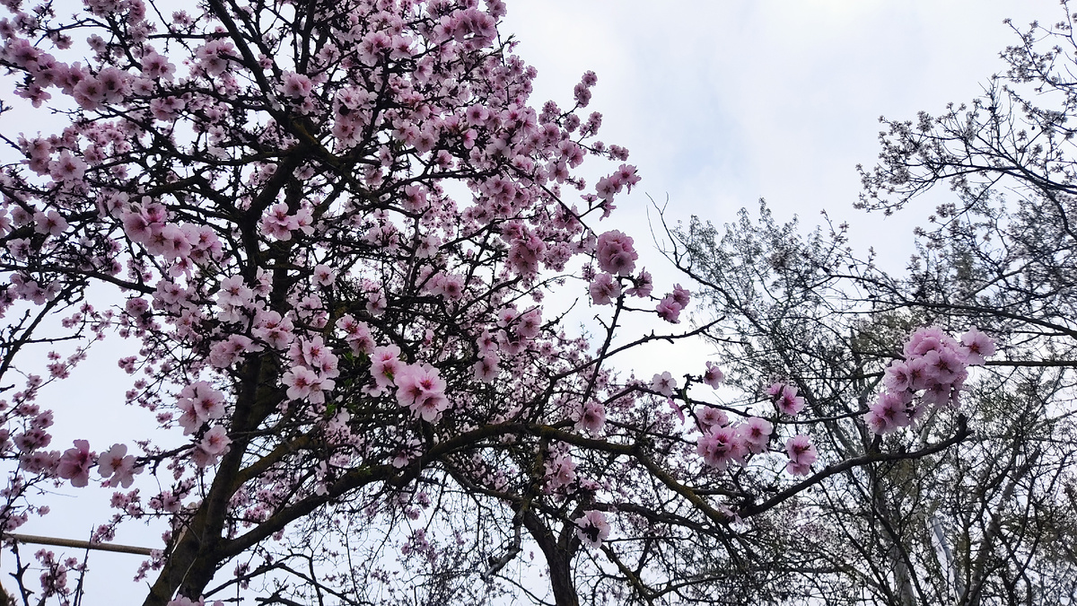 Расцветает первые деревья