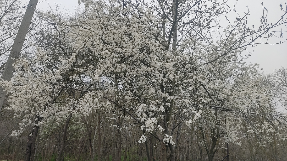 У нас всё цветёт и благоухает 