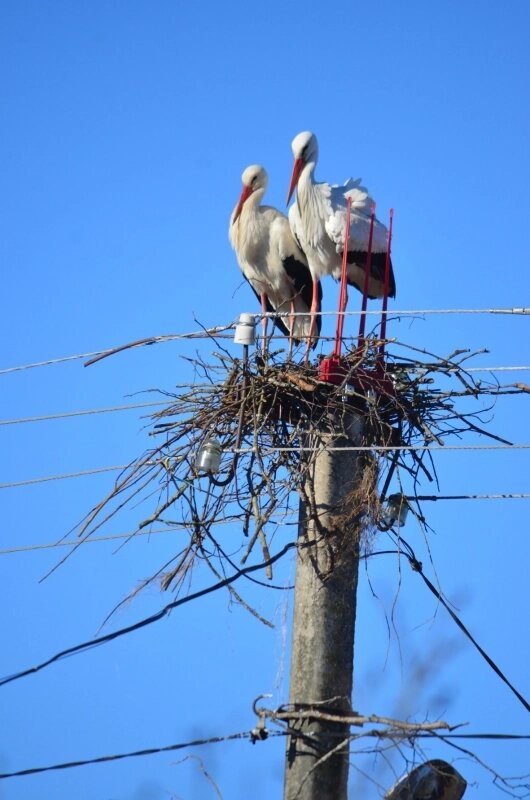    В Псковской области гнездятся около 2 000 пар белых аистов Фото: со страницы в соцсетях Центра помощи аистам «Дом белого аиста»
