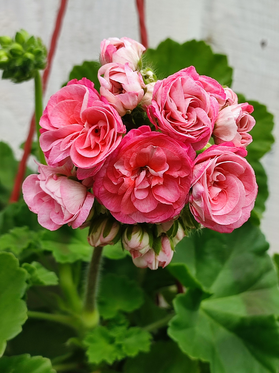 На фото Ю Полонез