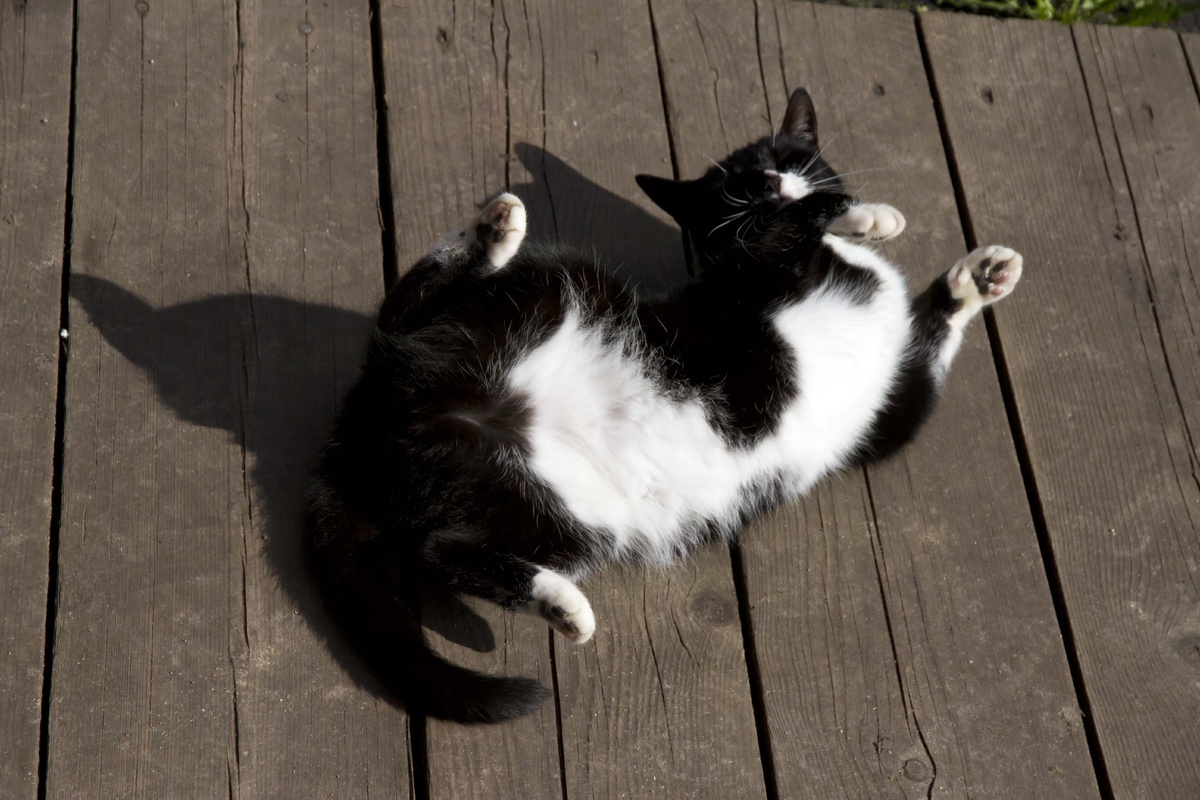 Кому на Руси жить хорошо