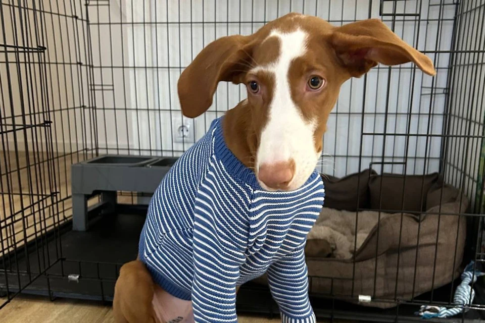 Фотография от хозяев