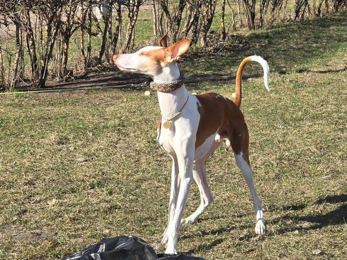 Источник: «ЗвероПятница»