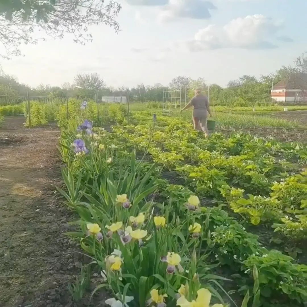 Огород наших соседей, благо, что не сбоку, а через дорогу))