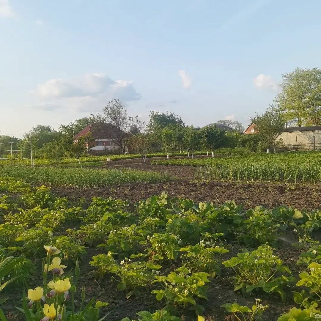 На фото видно 3 огорода подряд