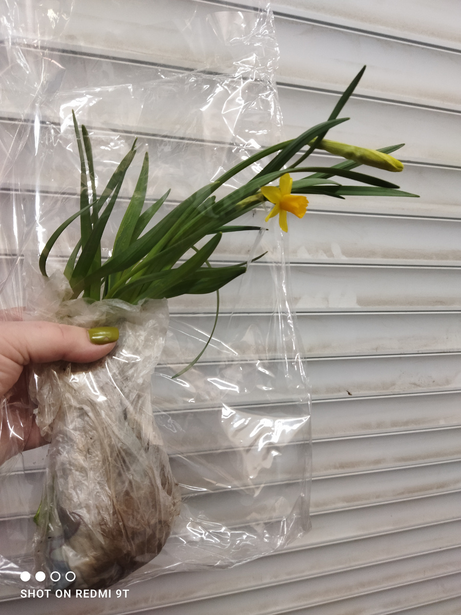 Карликовые нарциссы