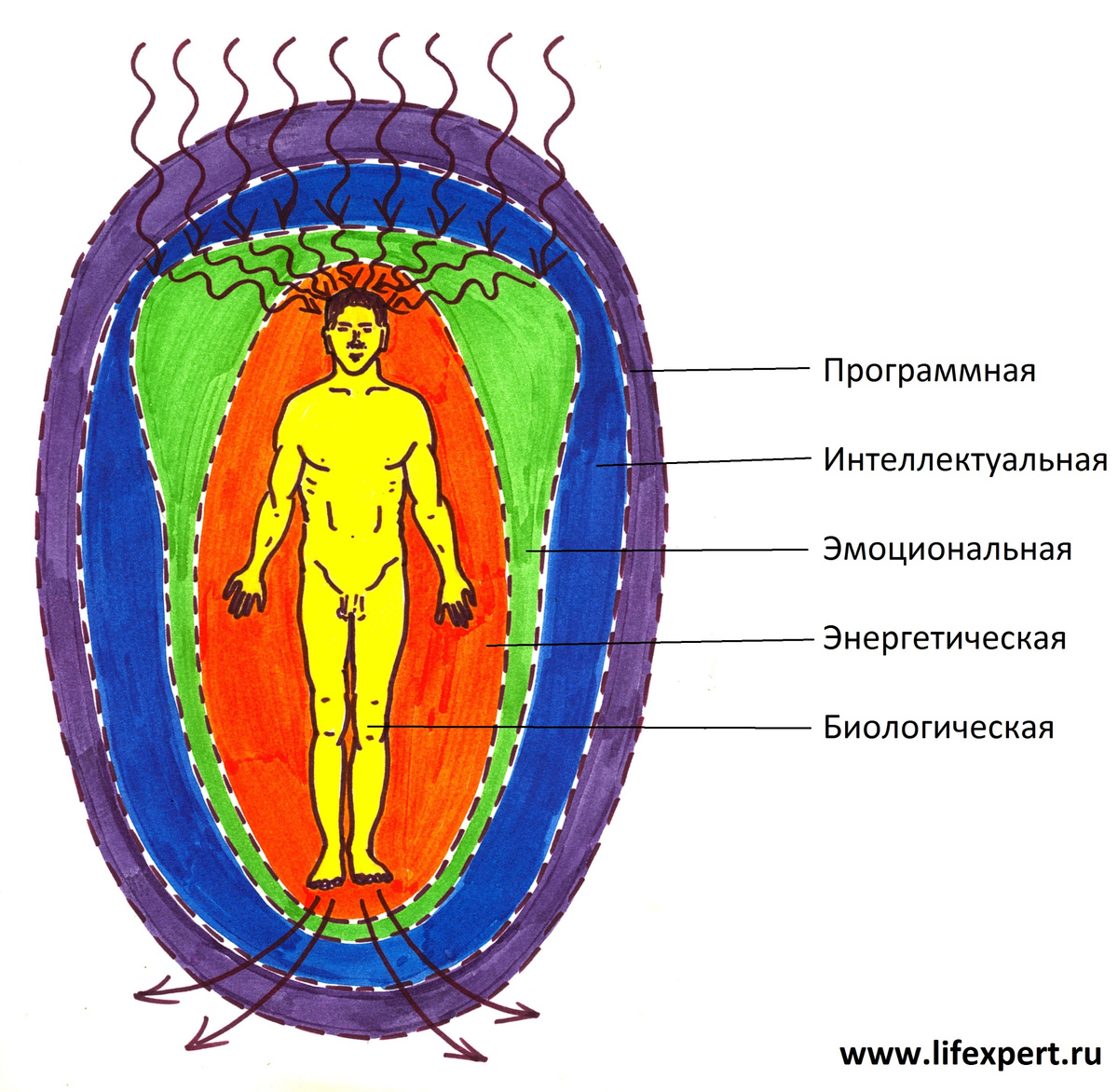Рис. 1. Энергоинформационные оболочки человека