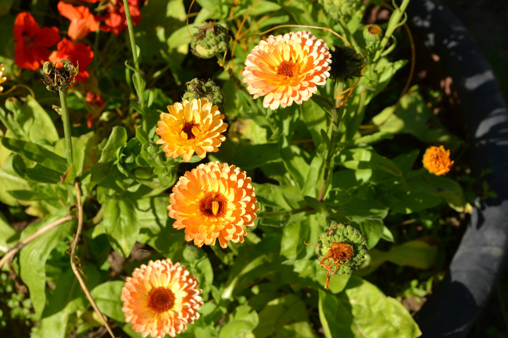 Фото с моей дачи. Календула