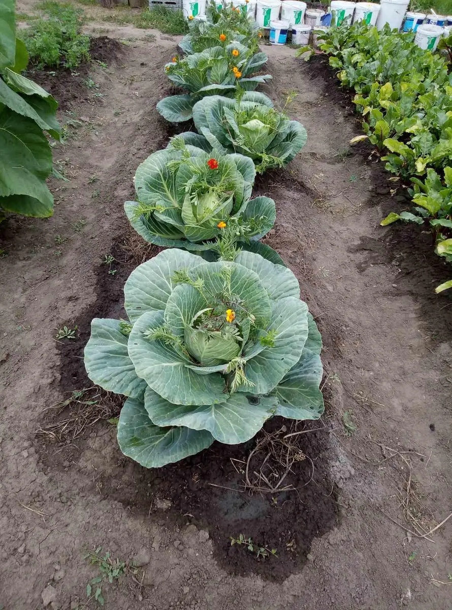 Капусту защищают бархатцы