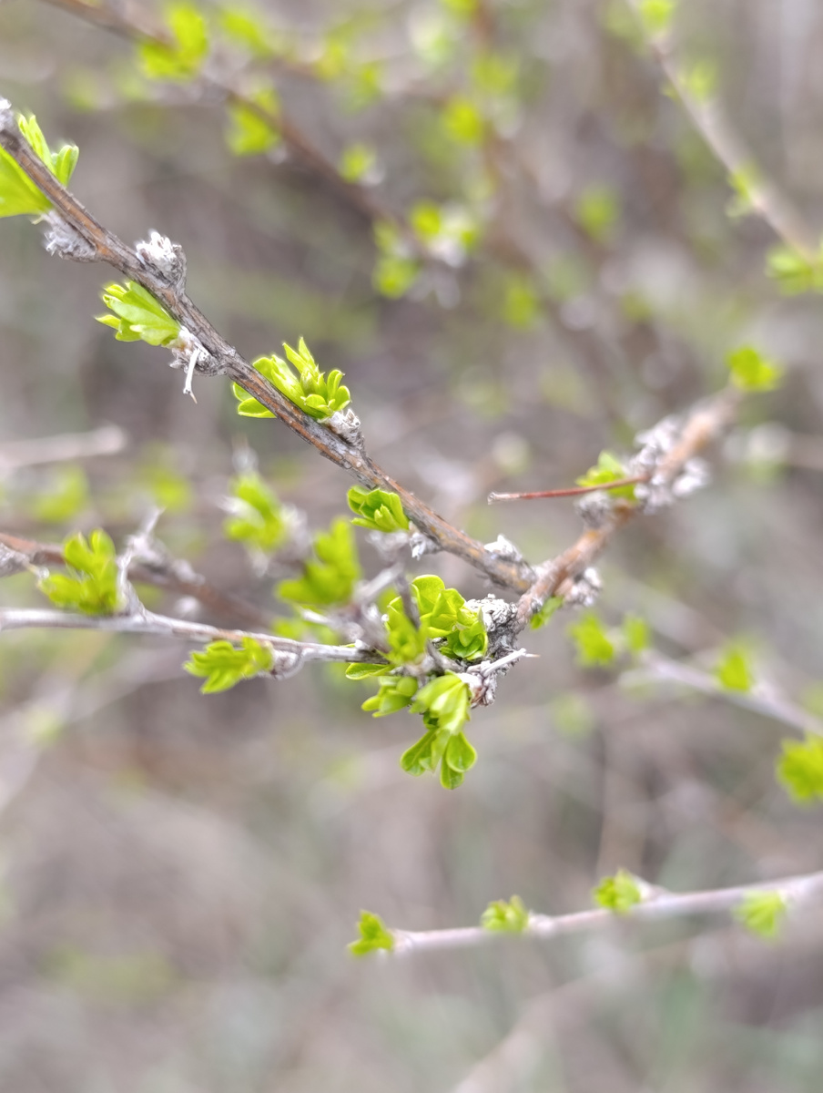 Почти раскрылись