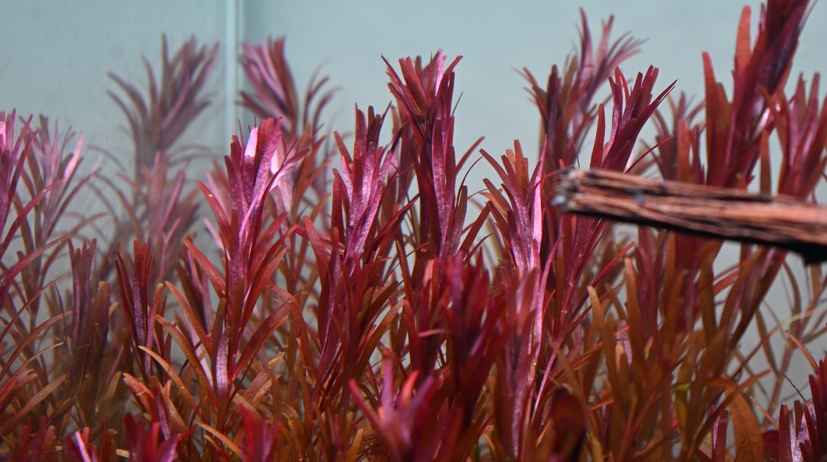 Шикарный цвет растения вы видите сами, будет ещё насыщенней. Нужно лишь поймать комфортные параметры и питание.