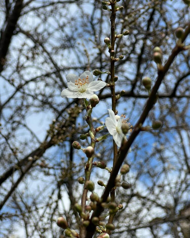 Юля Даркова