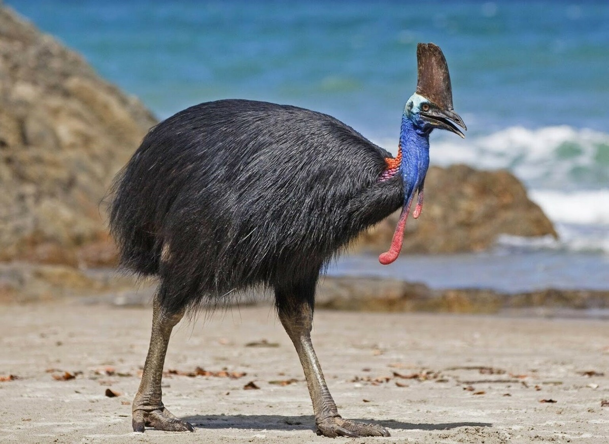 Картинки Яндекса