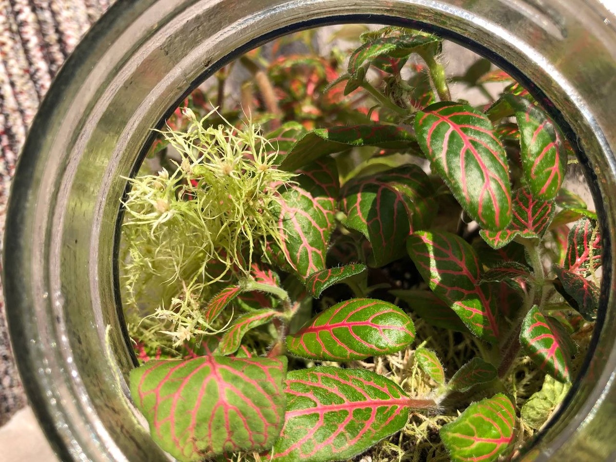 Смотрите, как разросся сфагнум. Изначально, его было совсем чуть-чуть