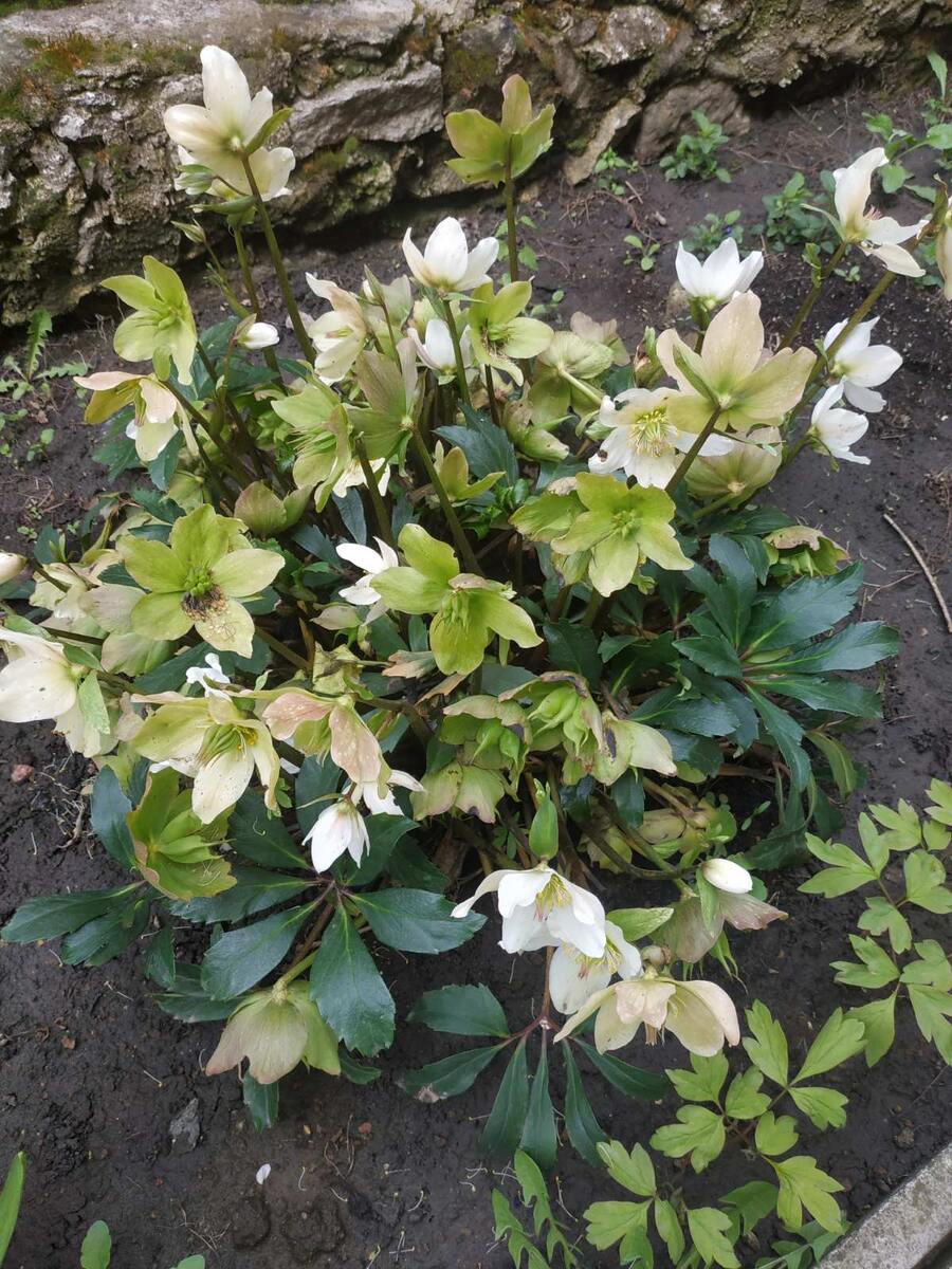 Какой-то цветок раньше зацвёл. Раньше и отцвёл. А какой-то только распускается. Всё как у людей.