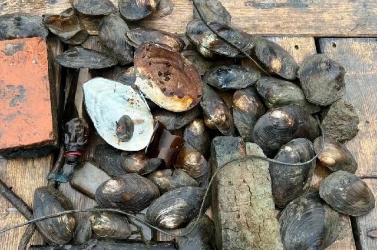    Водолазы достали со дна Теплого озера в Уфе мидии