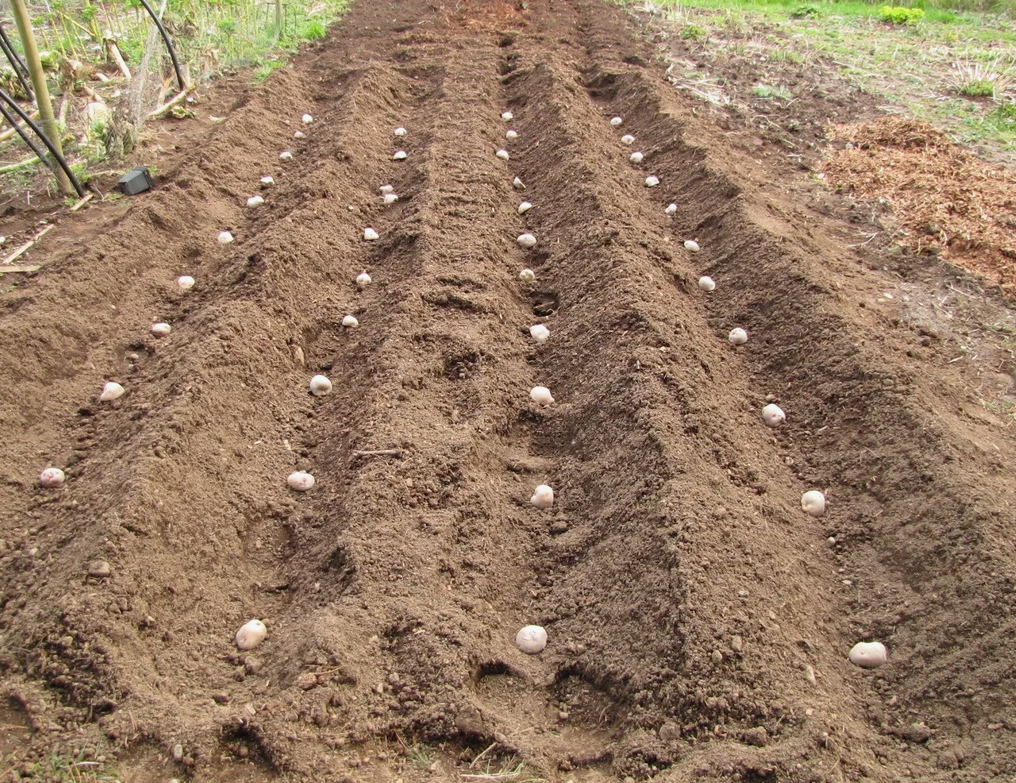 Высадка картошки