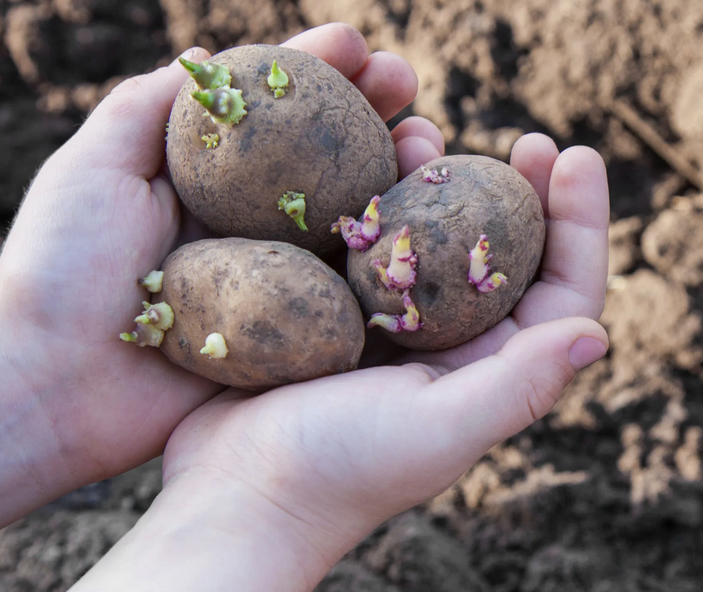 Картошка перед высадкой