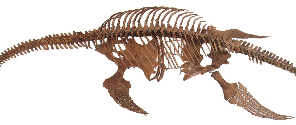 Обратите внимание на плавники или ласты. У китов и акул они другие. (Фото: static01.nyt.com).