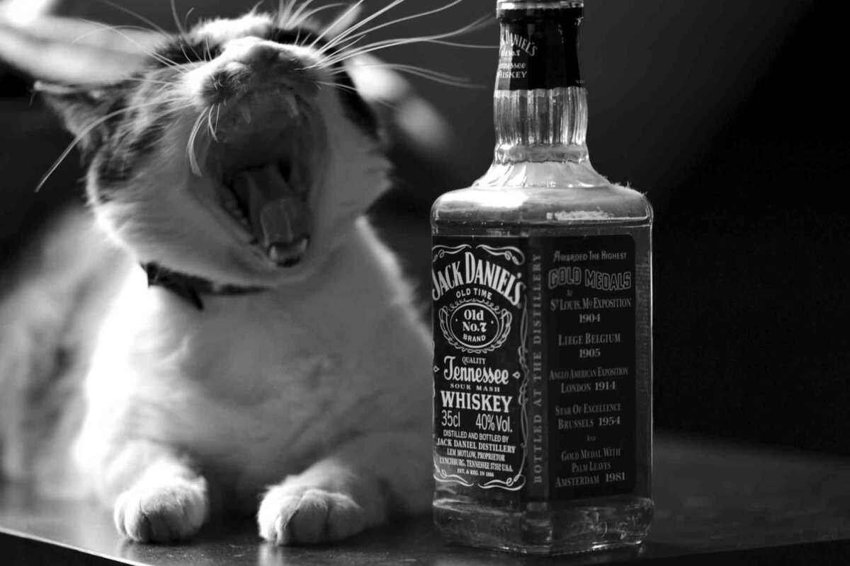 Мурка, ты мой муреночек