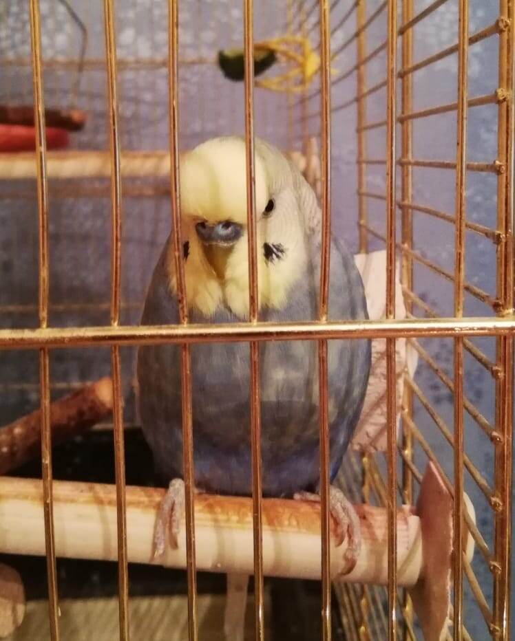 Такой суровый внешне парень (фото автора)