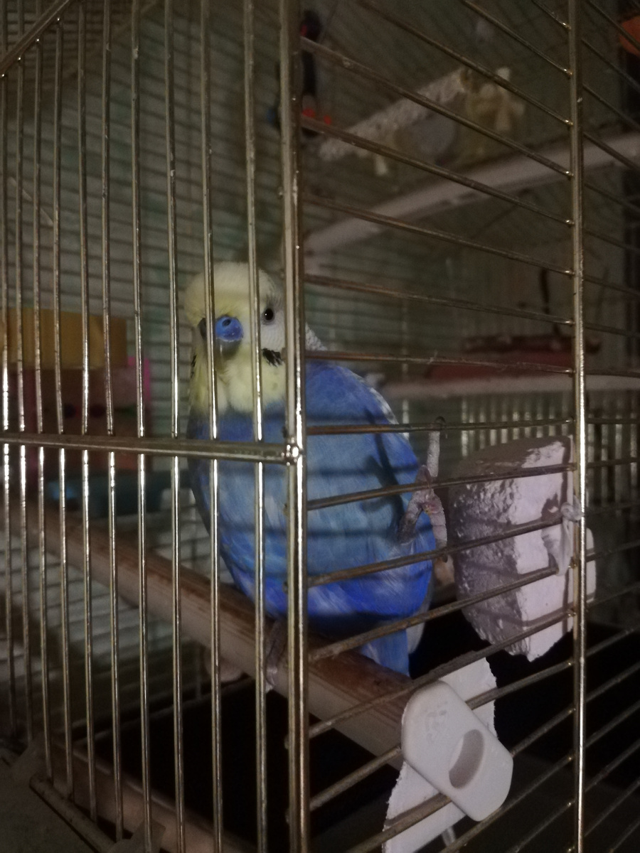 Но такой при этом трогательно-нежный... (фото автора)