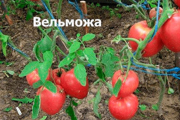 Чем уникален сорт томата Вельможа? Как его правильно сажать?