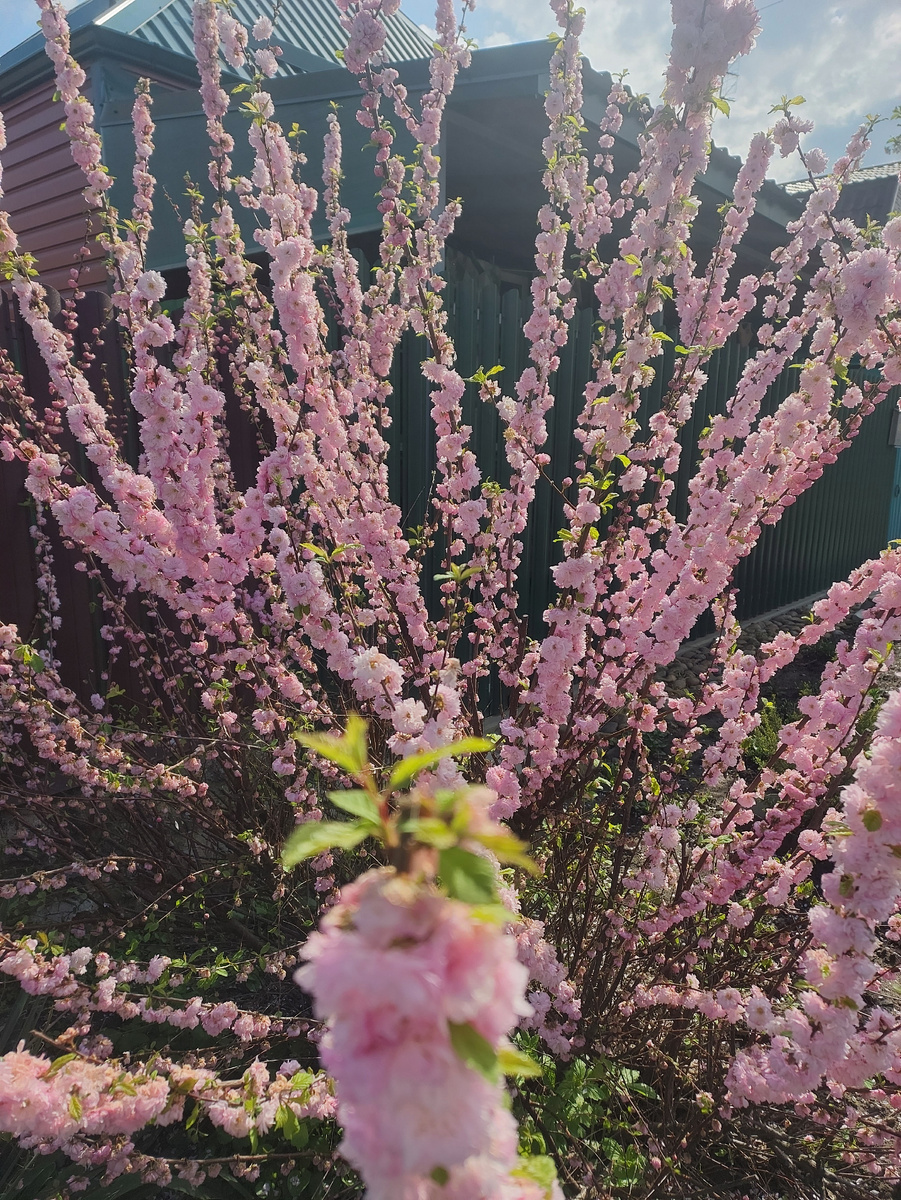 Куст, не знаю чего