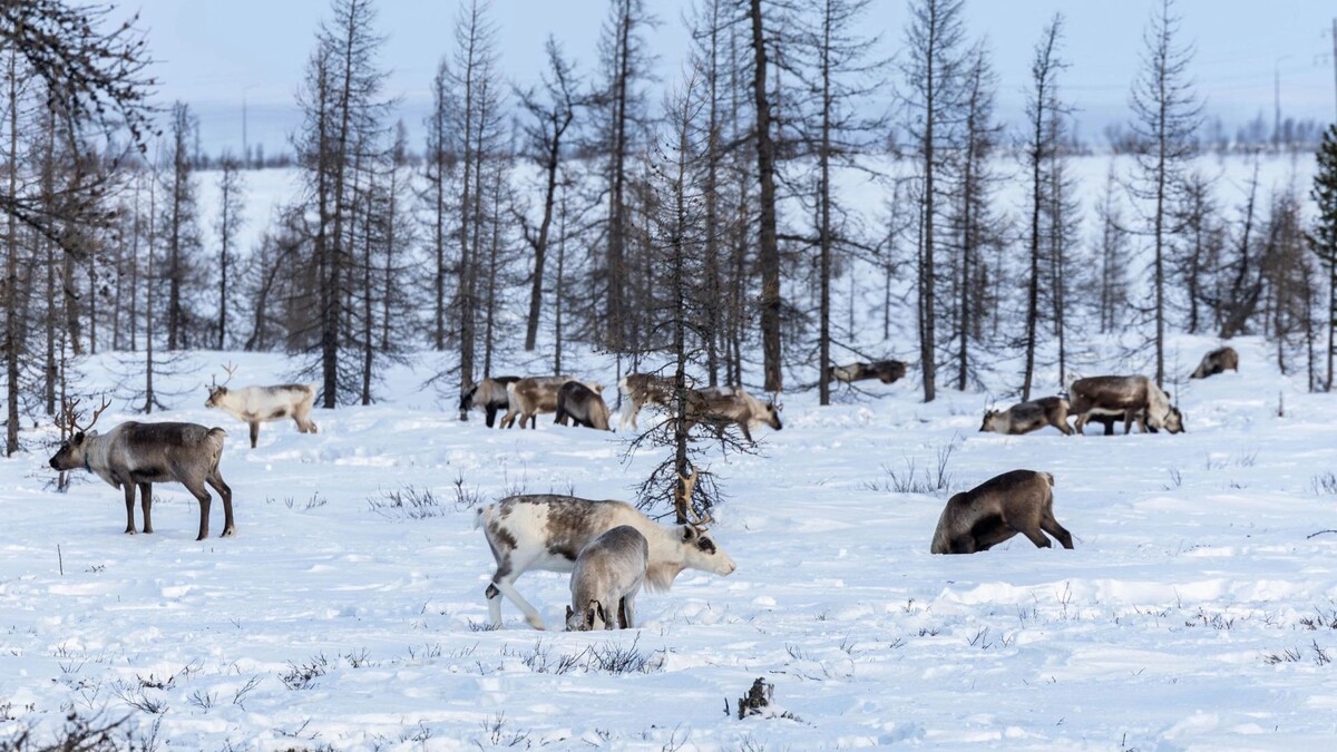    Фото: Александр Чирва/«Ямал-Медиа»