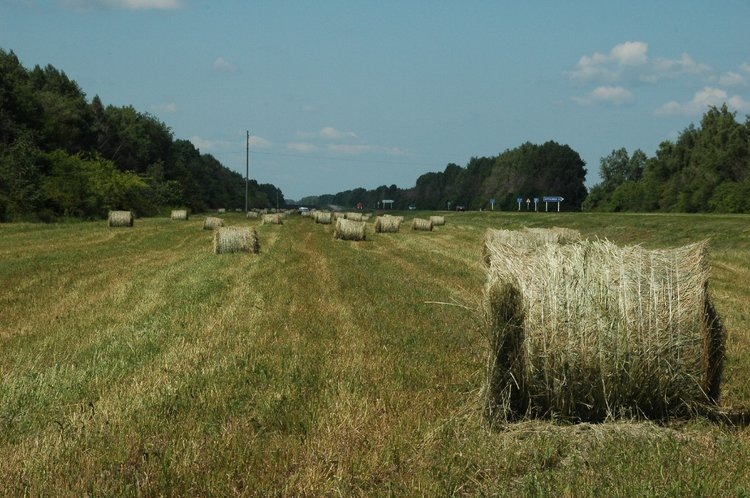    Первую партию сена тамбовского производства отправили на экспорт