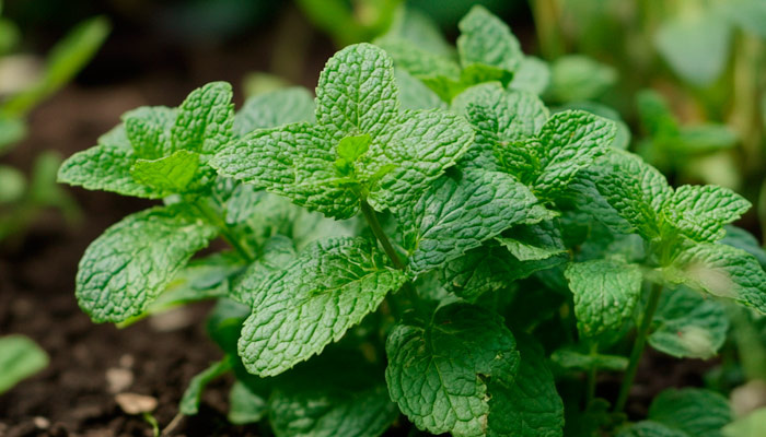 Мяту на Руси использовали для лечения различных болезней и для изгнания нечисти. Фото: 1MI