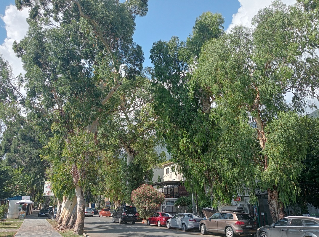 Гагра летом-2024, фото автора