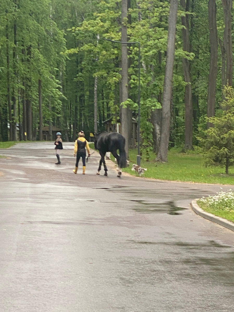 Прошлым летом гуляла по территории конного клуба